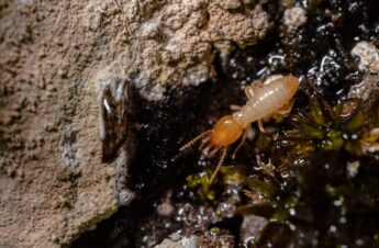The Role of Termite Gel in Integrated Pest Management: Get the Best Treatment Solution Now!