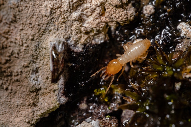 Discover Unusual Uses for Termite Gel You Might Not Know About