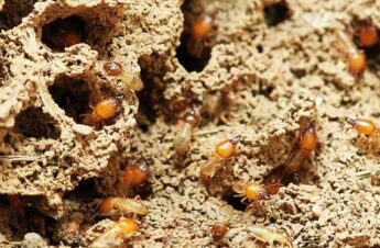 Eliminate Queen Termites with Termite Gel: How it Works
