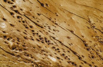 Navigating Termite Gel Regulations: Get Our Expert Treatment Solution